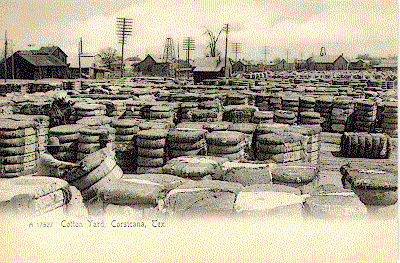 cotton.gif (55306 bytes)