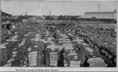 cotton2.jpg (27073 bytes)